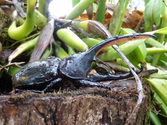 Dynastes septentrionalis