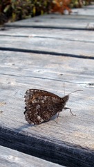 Oeneis jutta ascerta