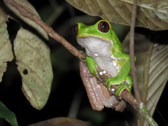 Phyllomedusa tarsius