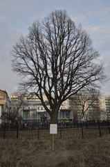 Quercus robur
