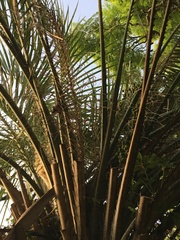 Butia odorata