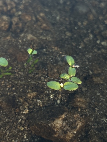 little amphianthus (Gratiola amphiantha)