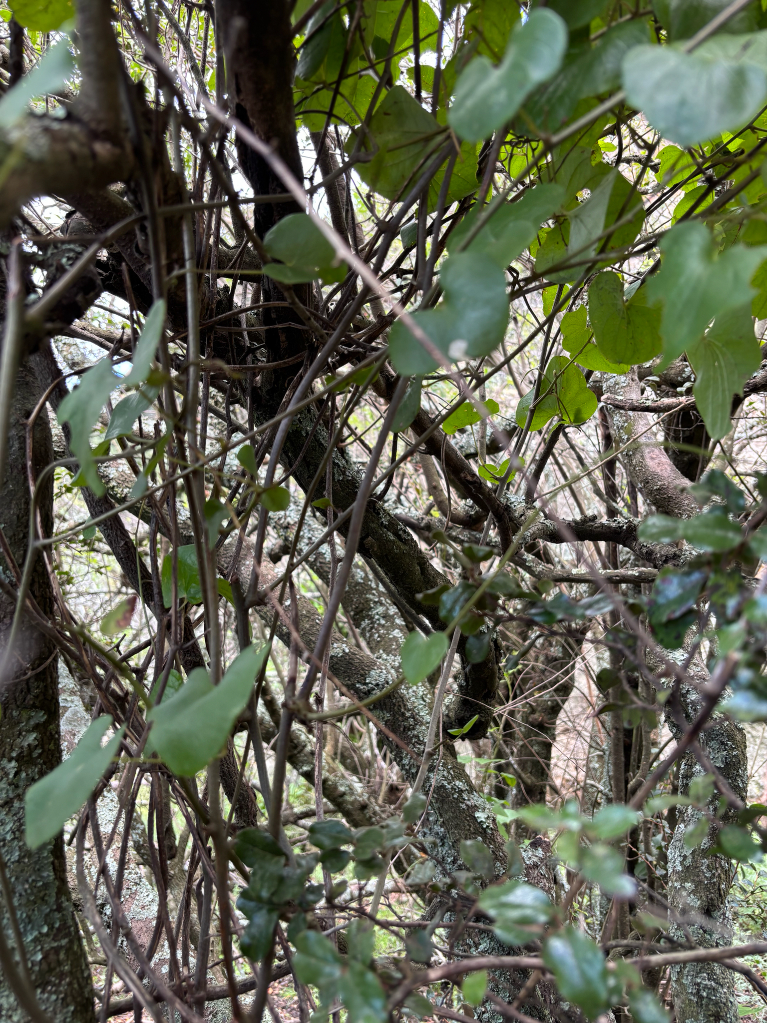 Imagem de Dioscorea sylvatica