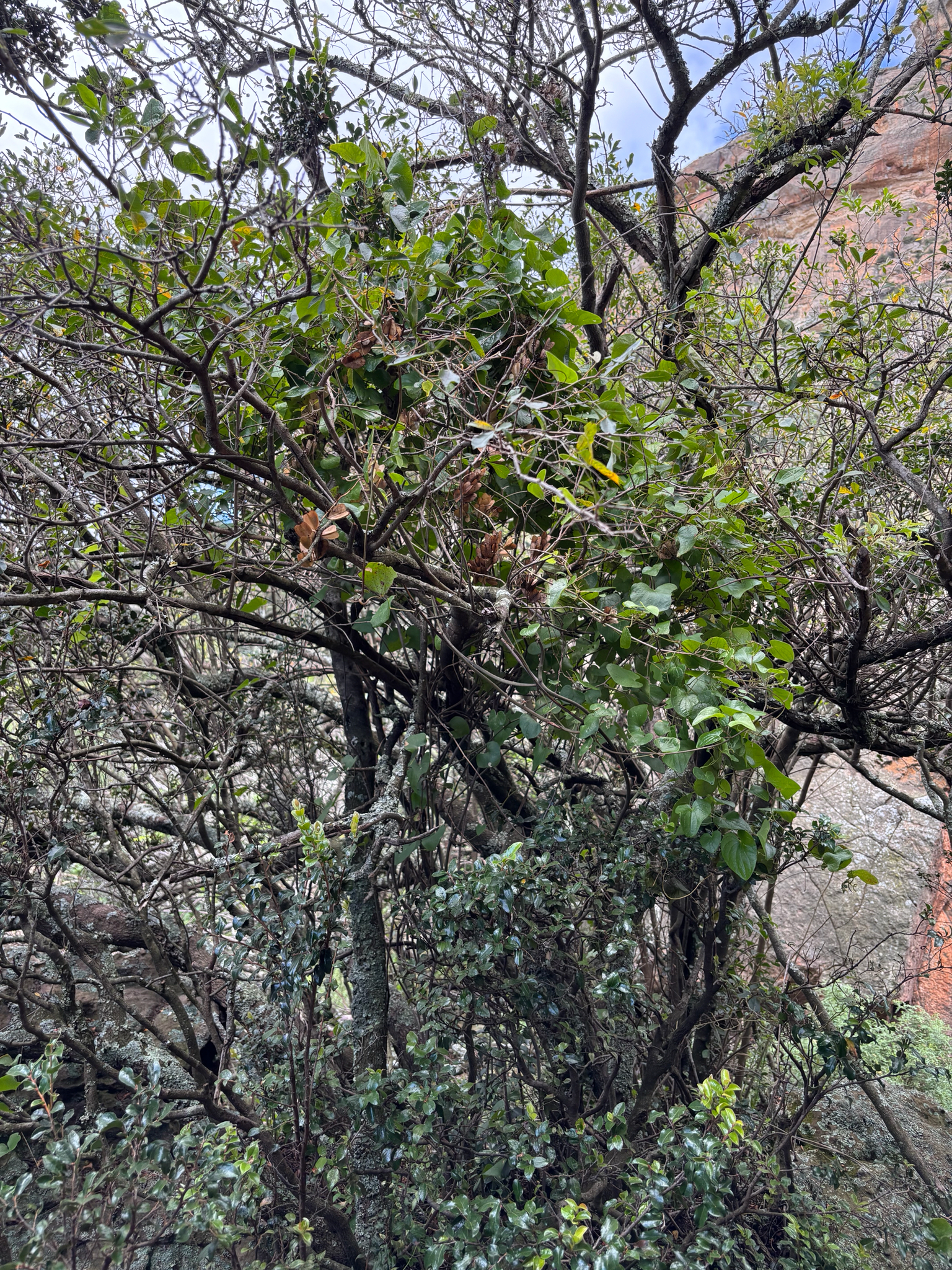 Imagem de Dioscorea sylvatica