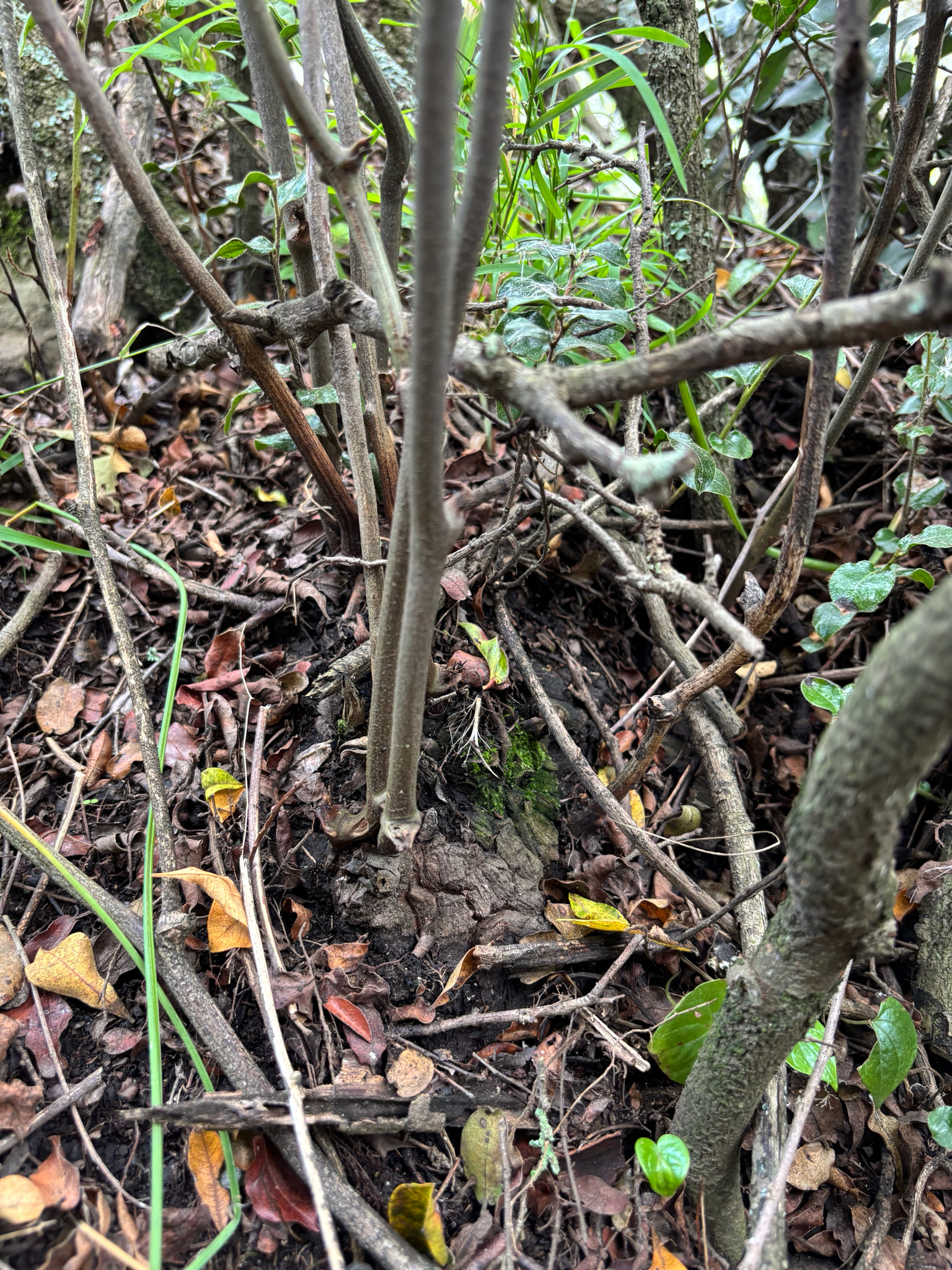 Imagem de Dioscorea sylvatica
