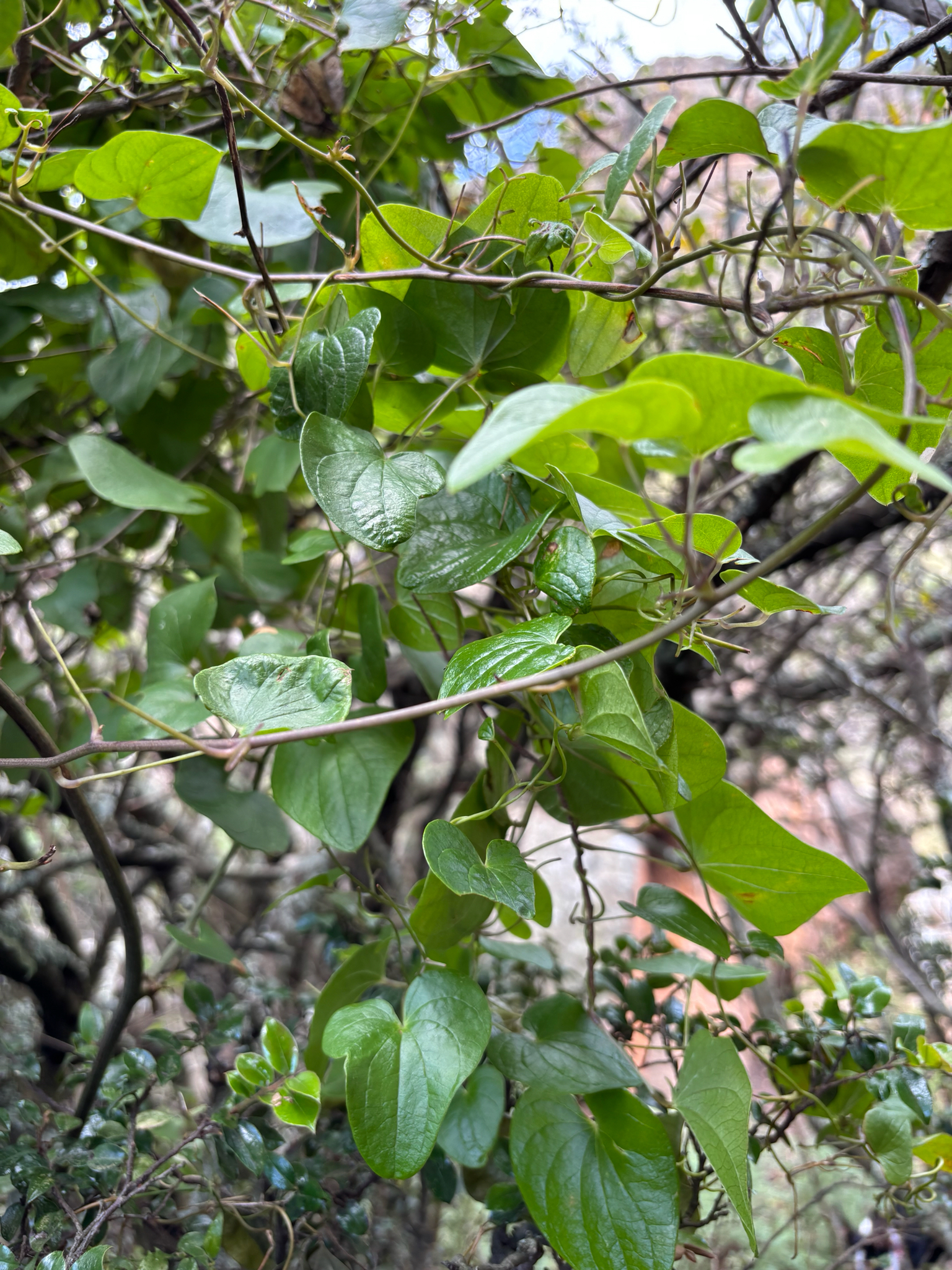 Imagem de Dioscorea sylvatica