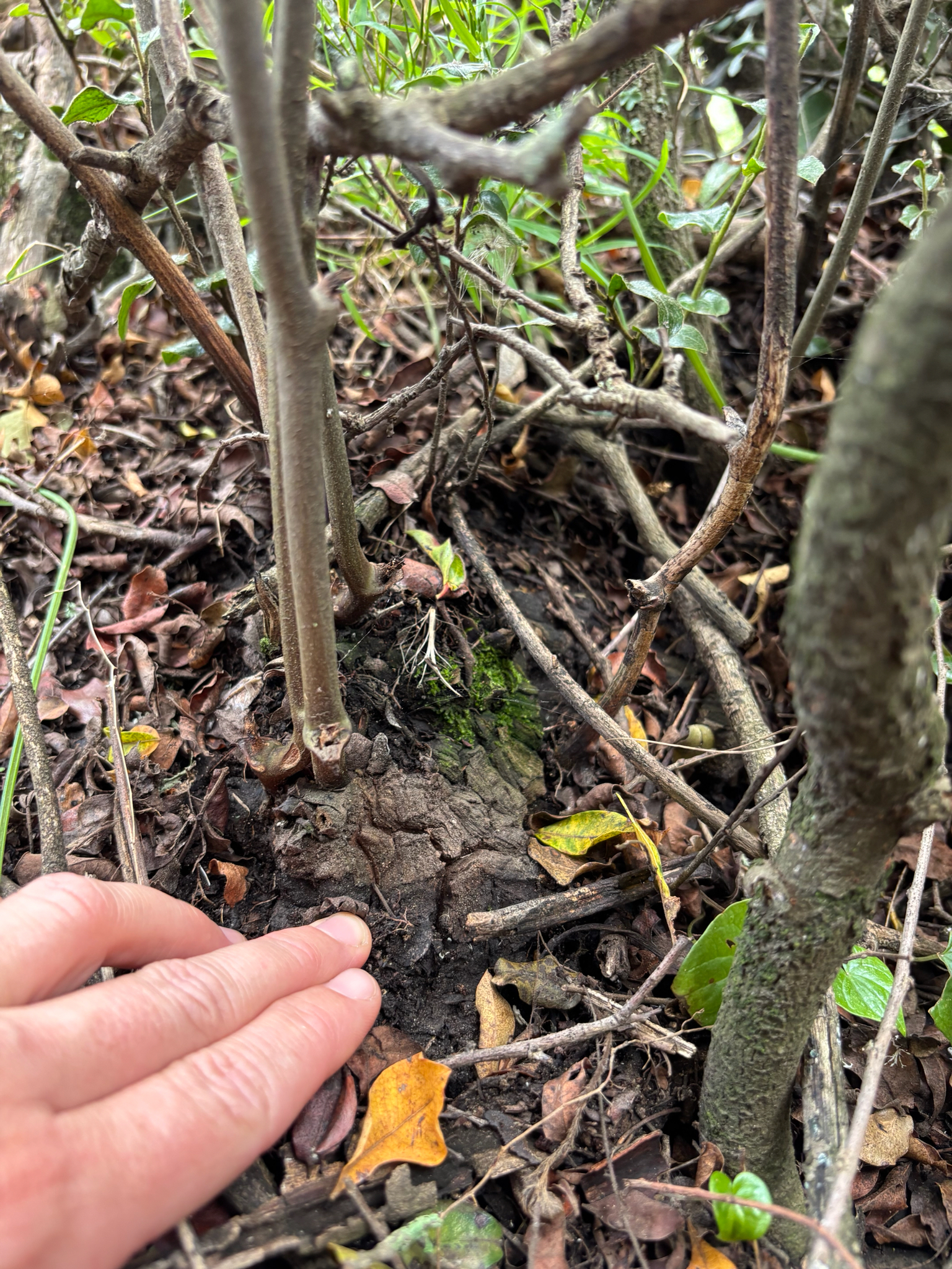 Imagem de Dioscorea sylvatica