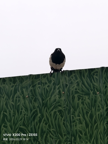 Oriental Magpie
