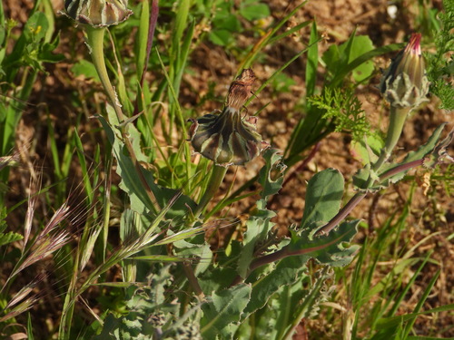 Sand Reichardia (Reichardia gaditana)