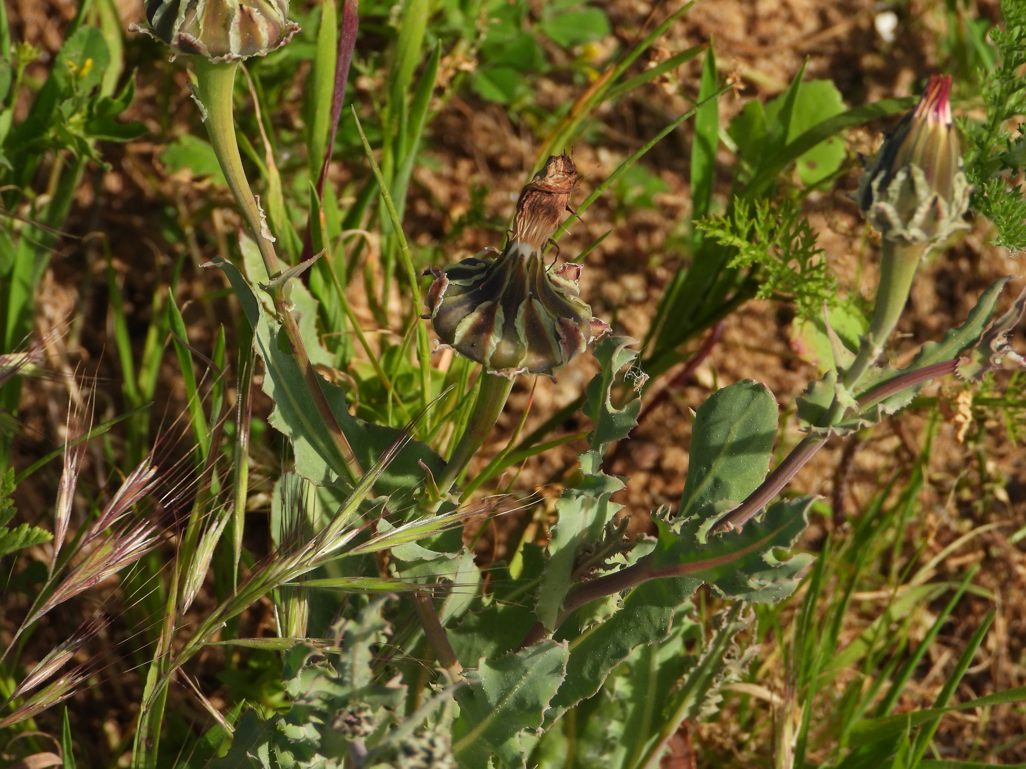 Sand Reichardia (Reichardia gaditana)