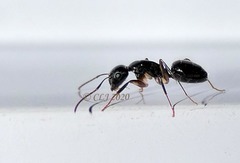 Camponotus dicksoni