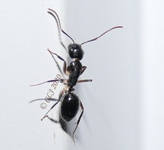 Camponotus dicksoni