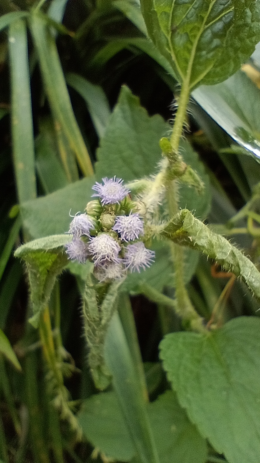 Tropical Whiteweed (Ageratum conyzoides)