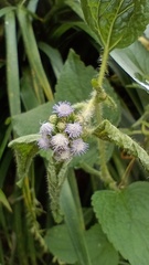 Rouget (Ageratum conyzoides)