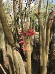 Cleistocactus