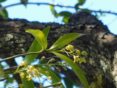 Dendrobium gracilicaule