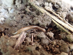 Diplopoda