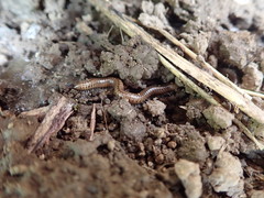 Diplopoda