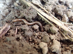 Diplopoda