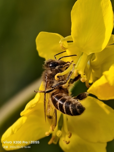 Asian Honey Bee