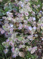 Veronica hederifolia