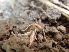 Diplopoda