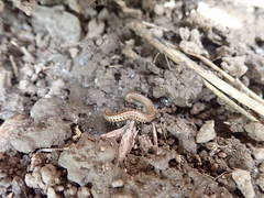 Diplopoda