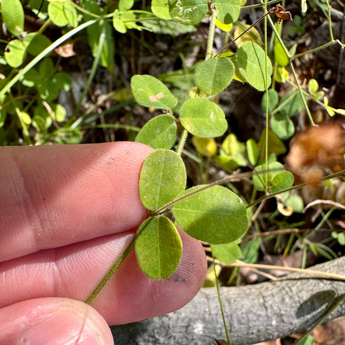 trailing lespedeza (Lespedeza procumbens)