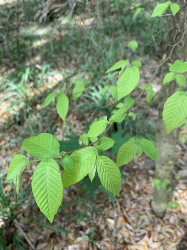 Ostrya virginiana image