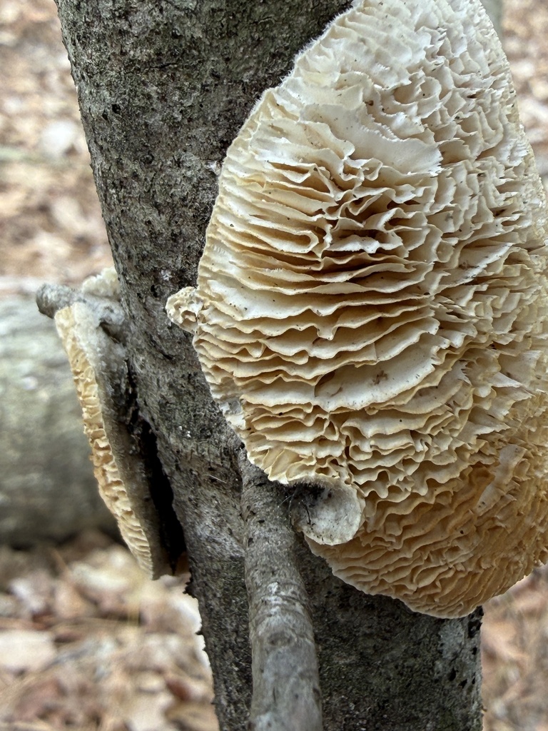 Trametes betulina · March 2026 · photo: © aviatrix-79 (iNaturalist, cc-by-sa)