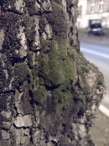 Lesser Screw-moss (Syntrichia virescens)
