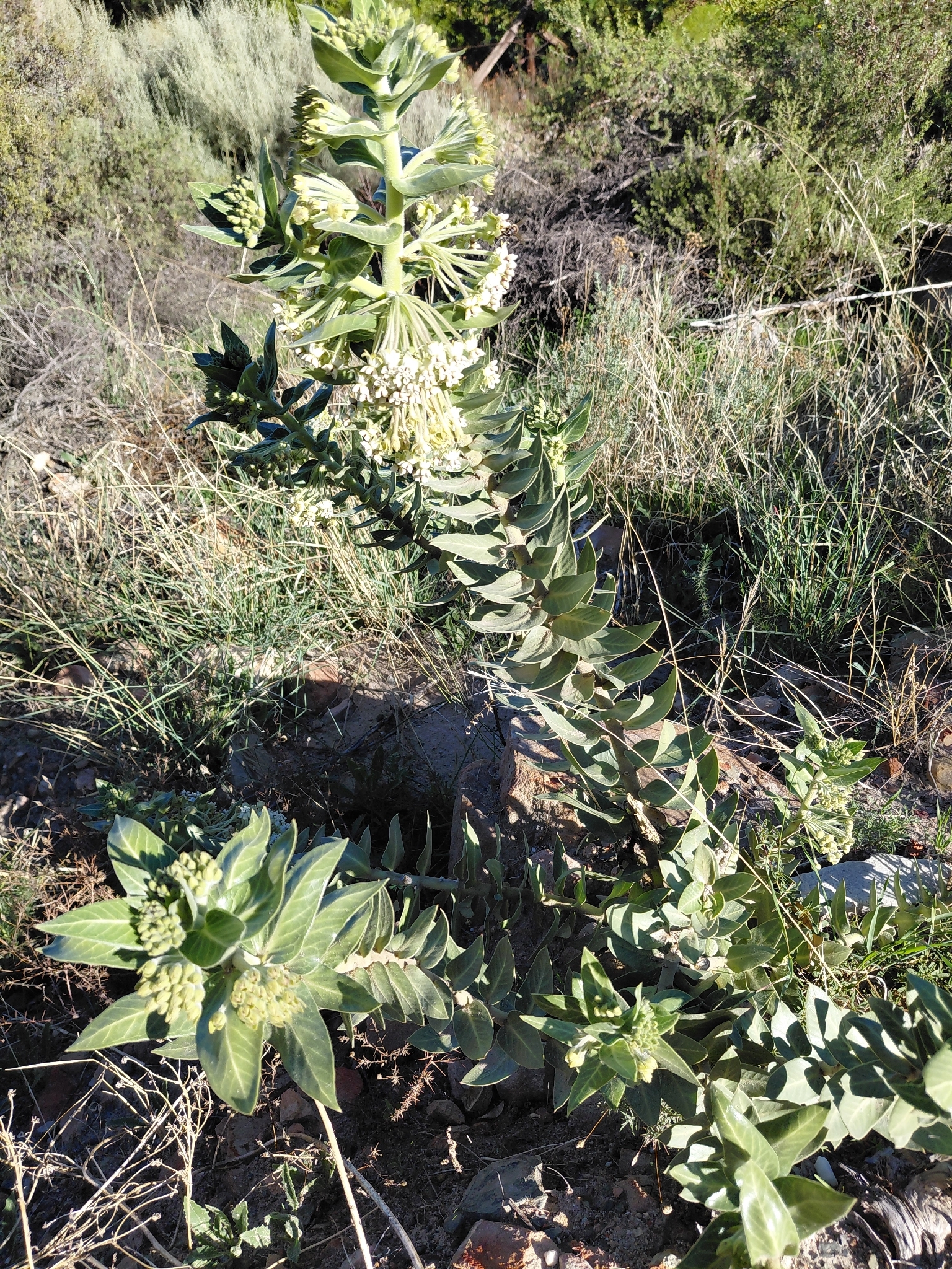 Wild Cotton (Gomphocarpus cancellatus)