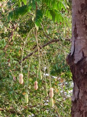 Parkia
