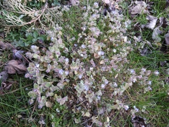 Veronica hederifolia