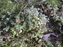 Veronica hederifolia