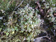 Veronica hederifolia