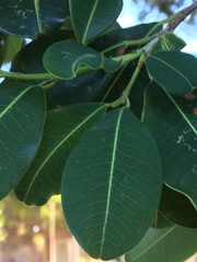 Erythroxylum argentinum