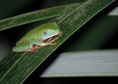 Callimedusa tomopterna