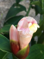 Costus atlanticus