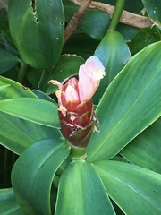 Costus atlanticus