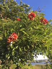 Erythrina crista-galli