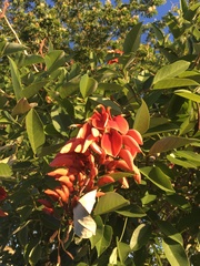 Erythrina crista-galli