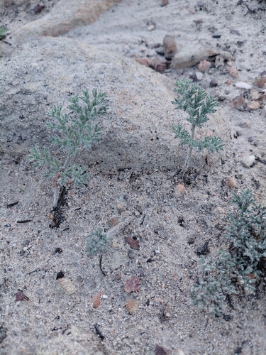 Pelargonium triste (Pelargonium triste)