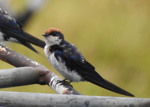 Wire-tailed Swallow