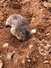Geomys knoxjonesi