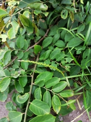 Anthephora hermaphrodita