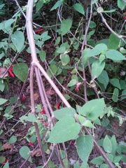 Salvia gesneriiflora
