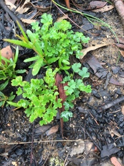 Xanthosia atkinsoniana