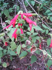 Salvia gesneriiflora