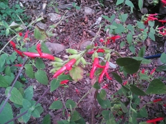 Salvia gesneriiflora